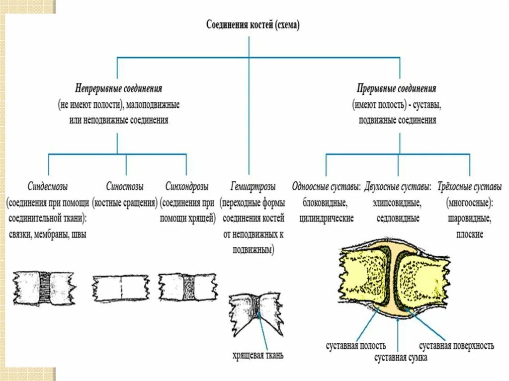 Схема непрерывных соединений костей. Классификация соединений костей анатомия. Переходная форма соединения костей. Классификация соединений костей. Непрерывные соединения костей..