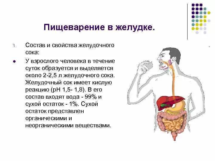 Состав желудочного сока, регуляция. Пищеварение в желудке состав желудочного сока. Пищеварение в желудке. Фазы секреции желудочного сока. Состав желудочного сока физиология.