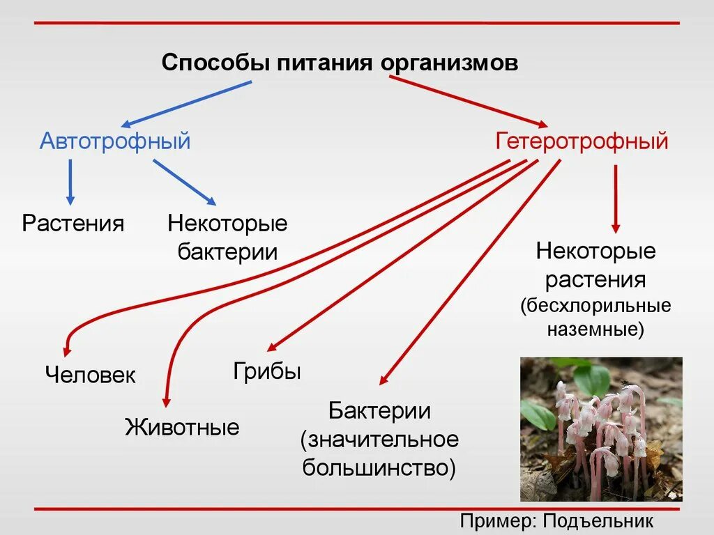 У каких организмов автотрофное питание. Способы питания растений. Способы питания организмов. Гетеротрофный способ питания у растений. Способы питания животных организмов.