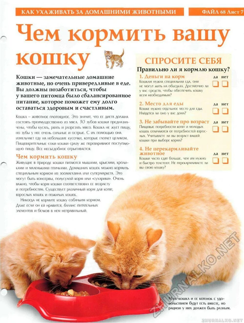 Сколько раз кошка кормит котят. Питание котенка. Рацион для домашнего кота. Правильное питание для котят. Рацион питания домашнего кота.