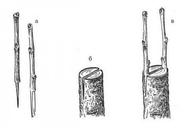 Прививка в расщеп плодовых деревьев. Прививка яблони в расщеп. Прививка яблони весной в расщеп. Прививка дерева в расщеп. Способы прививки яблонь весной