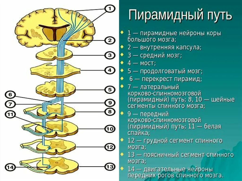 Проводящие системы головного мозга. Кортико пирамидный путь. Пирамидная двигательная система. Проводящие пути головного мозга анатомия. Нисходящие пирамидные пути спинного мозга.