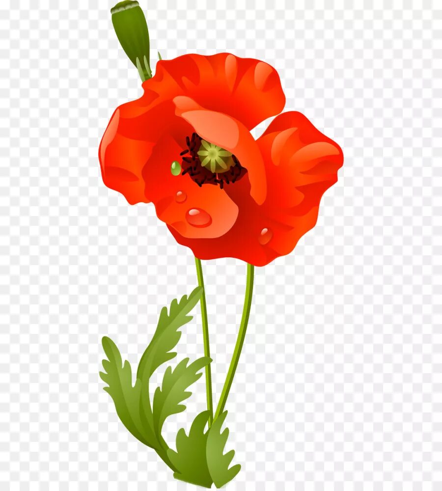 Poppies png. Цветы мультяшные. Мак мультяшный. Мак рисунок. Мак для дошкольников.