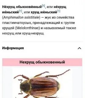 Нехрущ обыкновенный чем опасен