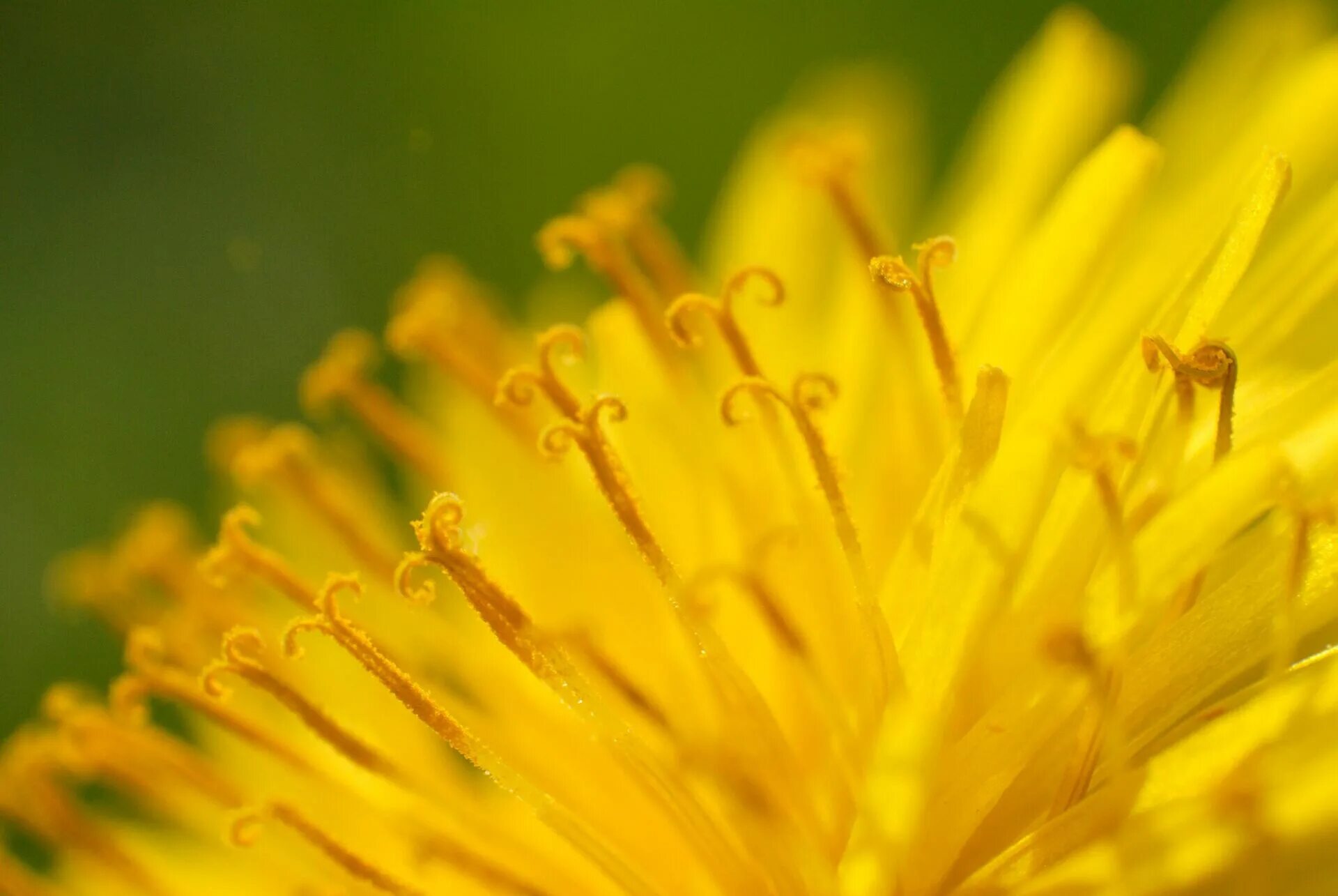 Первые желтые цветы похожие на одуванчики. Пыльца одуванчика. Одуванчик цветок. Желтые цветы похожие на одуванчики. Одуванчик макро.
