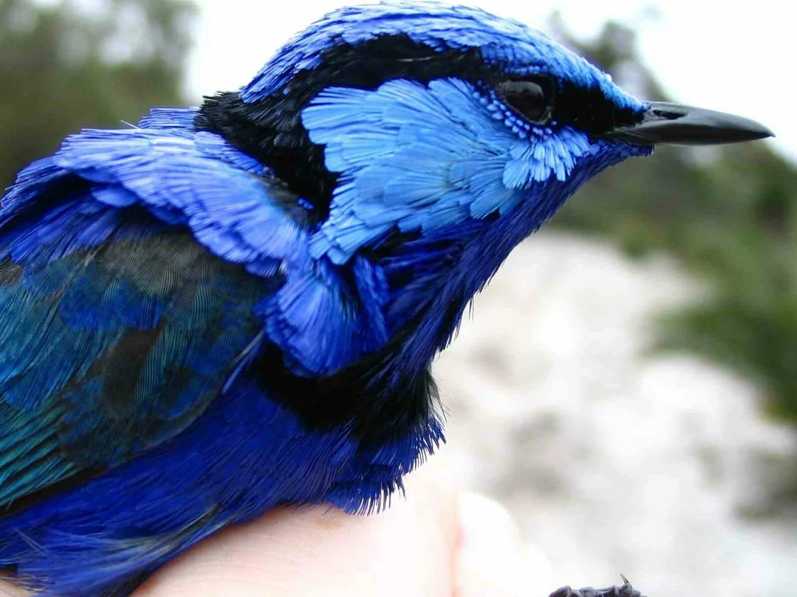 Музыка сини сини. Птица синего цвета. Птица цвета ультрамарин. Синяя птичка. Птицы с голубой окраской.