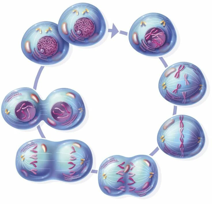 Деление клетки митоз. Мейоз это деление соматических клеток. Деление растительной клетки митоз. Материнская клетка митоз. Митоз деление соматических клеток.
