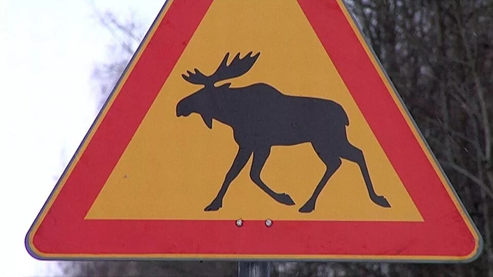 Км лось. Знак Лось. Дорожный знак Лось. Осторожно лоси. Осторожно животные на дороге.