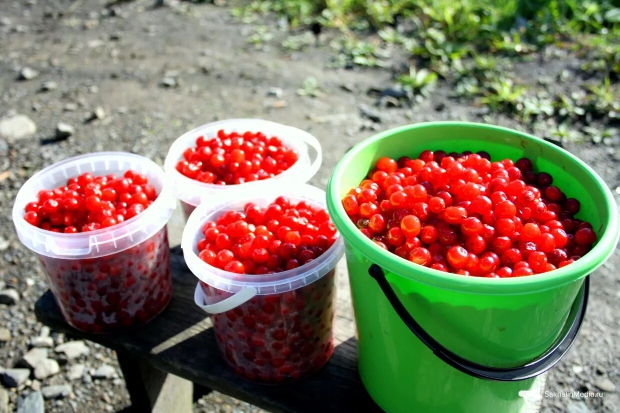 клоповка сахалинская. ягода красника клоповка. ягода красника клоповка. красника клоповка сахалинская. красника клоповка.