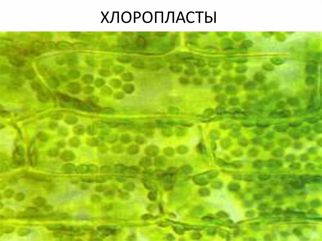 Хлоропласты в клетках листьев крупные. Клетка растения хлоропласты. Хлоропласты в растительной клетке. Хлоропласты в растительной клетке картинка. Органоиды клетки листа элодеи.