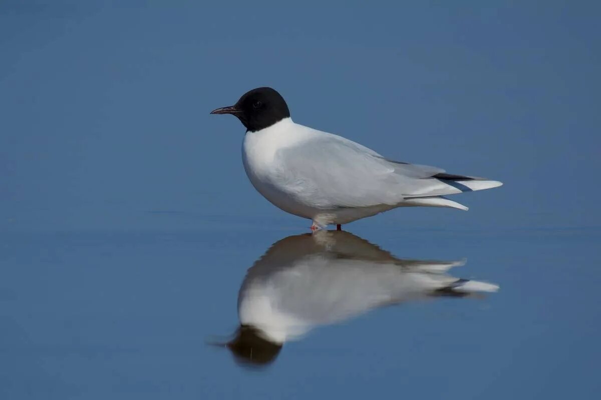 Похожи на чаек с черной головой. Малая Чайка Hydrocoloeus minutus. Чайка малая Larus minutus (Pallas, 1776). Черноголовая Чайка СПБ. Малая Чайка красная книга.