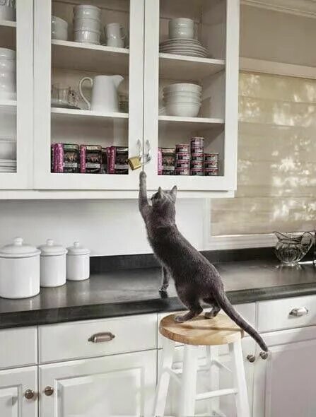 Cats kitchen. Котенок на кухне. Кошка на кухне. Котик на кухне. Кошачья кухня.