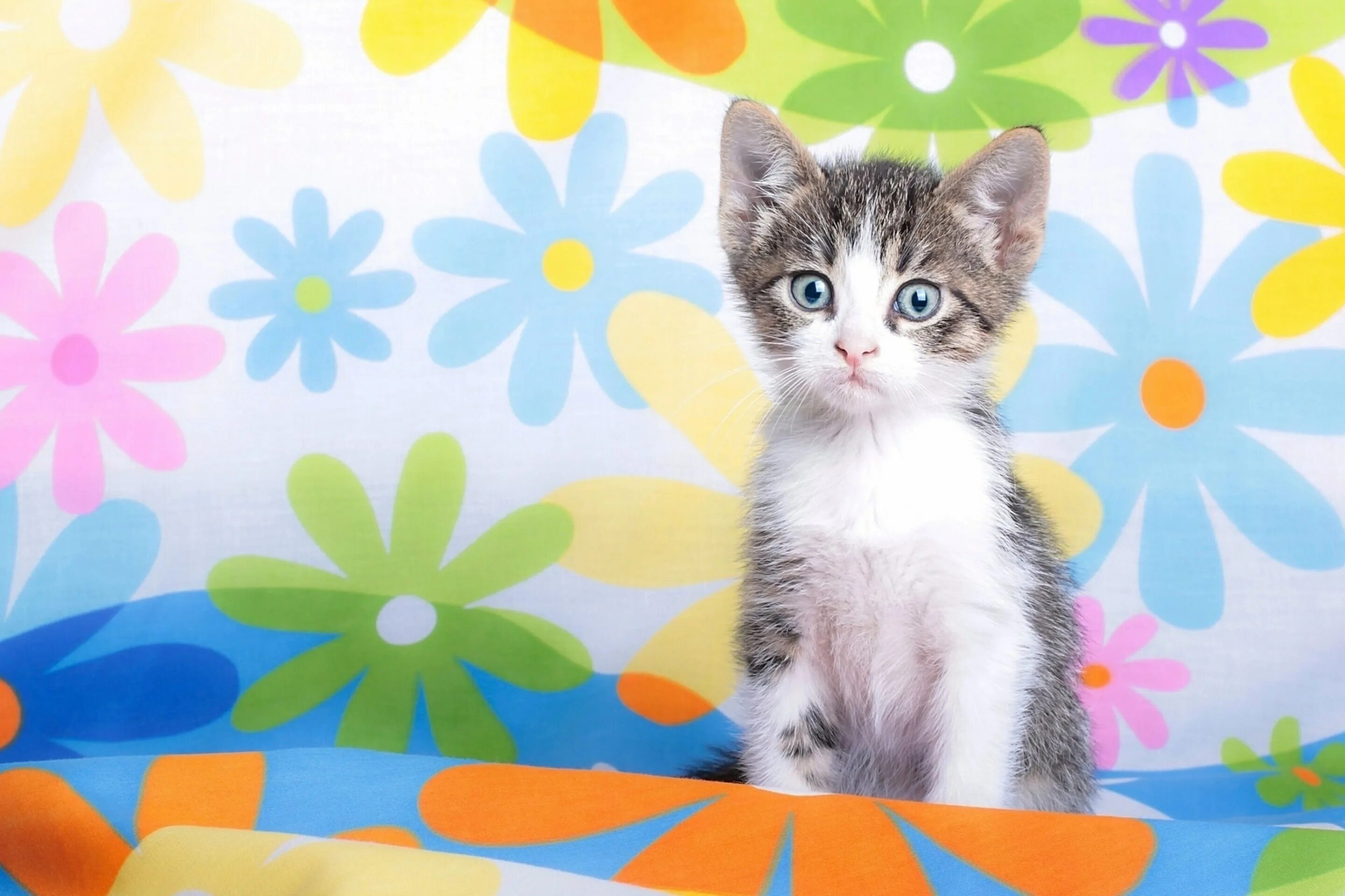Классные обои на рабочий стол. Обои кота на планшет. Нежные котята. Обои кота на планшет. Фотообои котята.