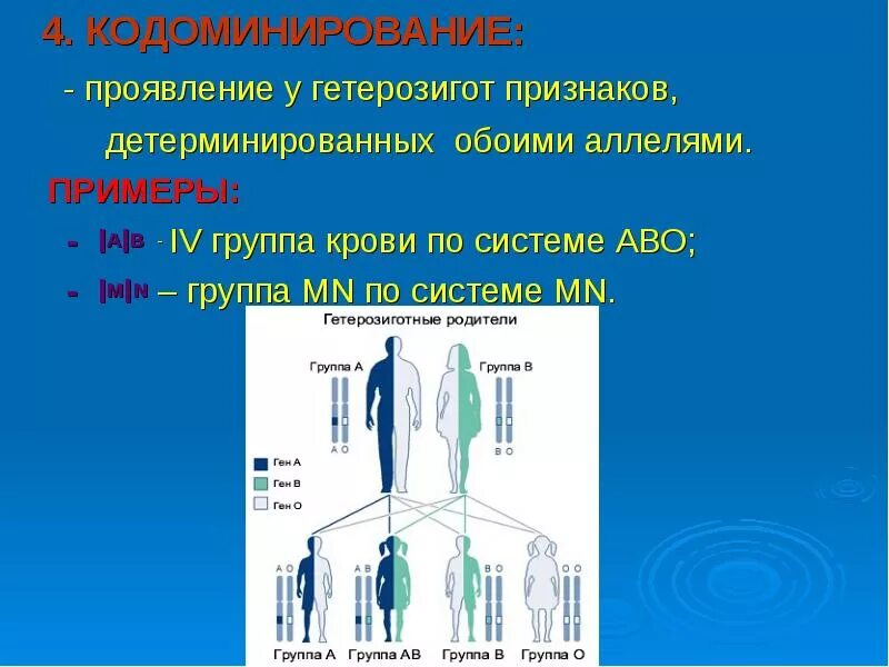 Коломенироаание примеры у человека. Кодоминирование примеры у человека. Кодоминантный Тип наследования пример. Кодоминирование группы крови человека.