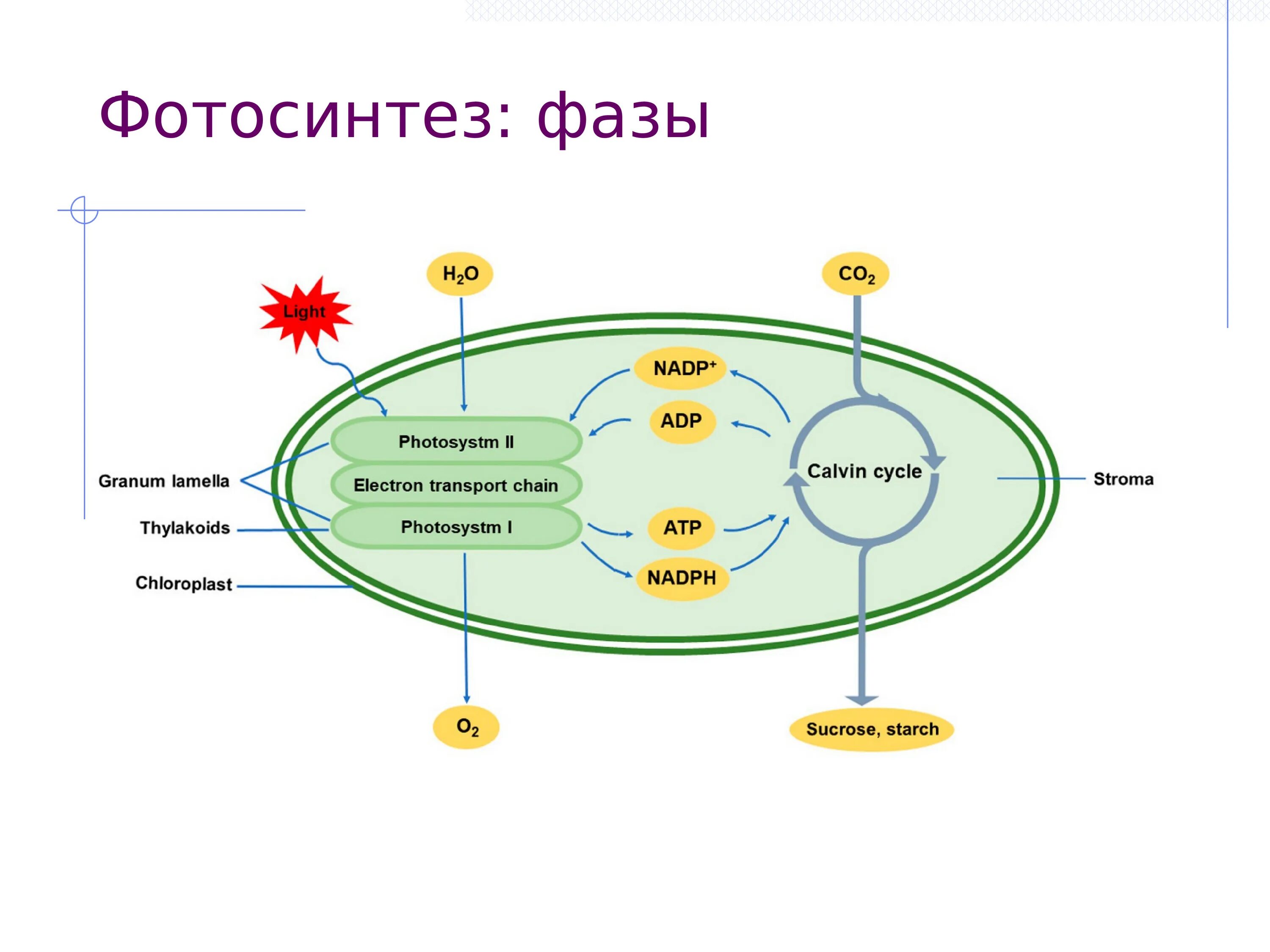 Цикл в хлоропластах. Процесс фотосинтеза в хлоропластах схема. Схема демонстрирующая процесс фотосинтеза. Схема структуры фотосинтеза. Схема фотосинтеза с пояснениями.