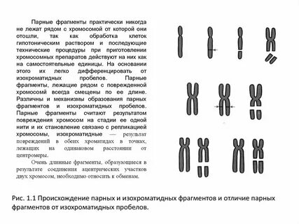 Парные хромосомы