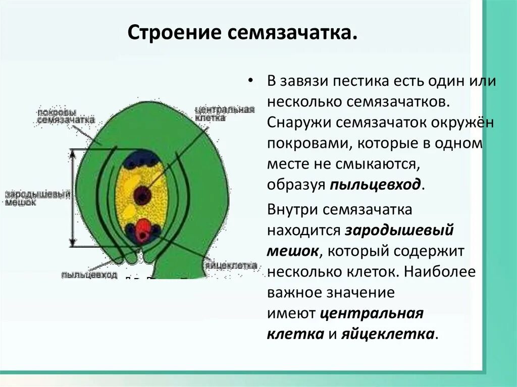 Женский гаметофит зародышевый мешок. Семяножка семязачатка. Строение семязачатка растения. Семязачаток схема семяножка. Завязь пестика зародышевый мешок.