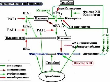Функциональная роль фибринолиза заключается