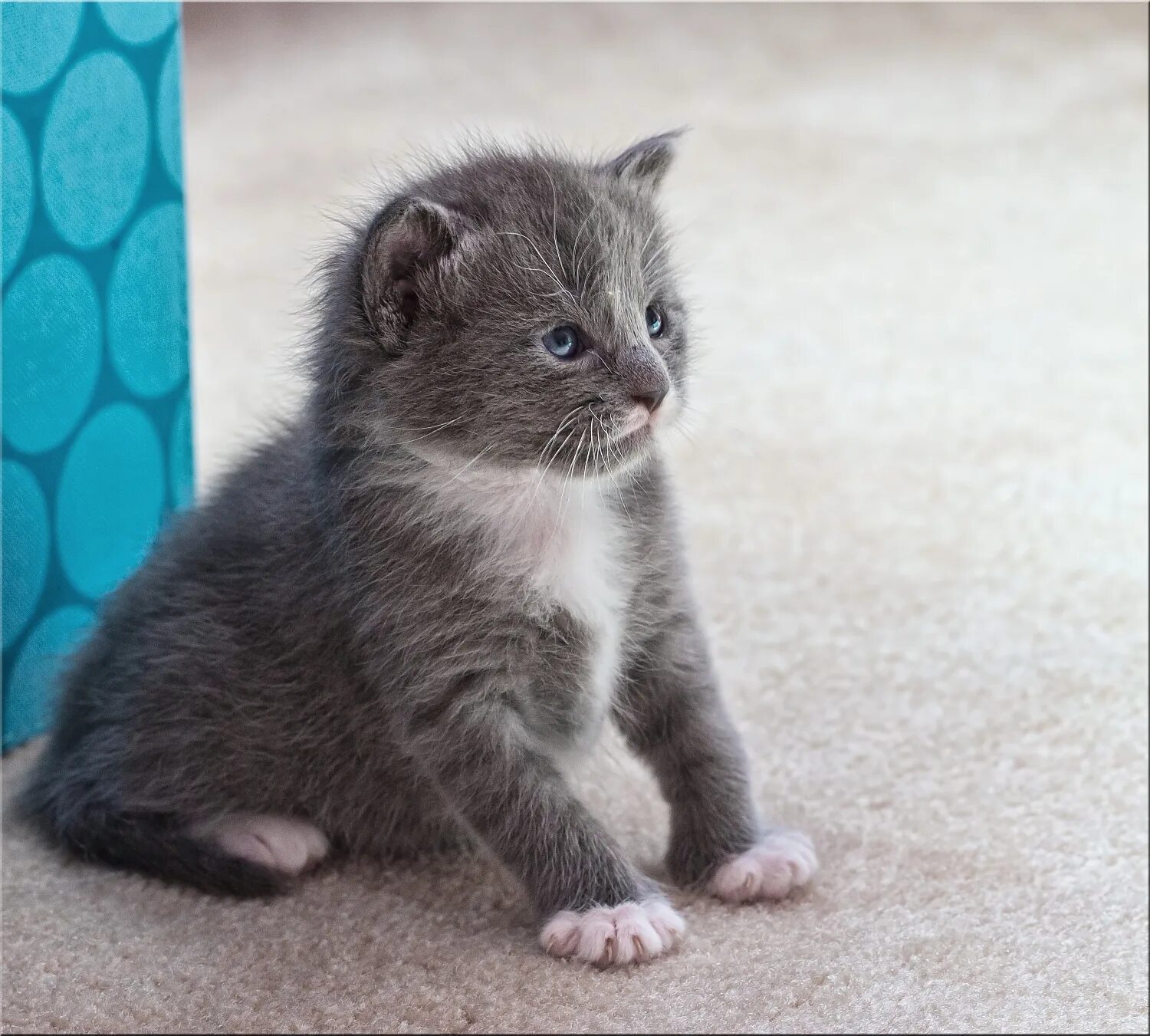 Шотландские котята 3 месяца. Котёнок шотландский прямоухий 3 месяца. Котенок 3 месяца. Котенок 3-4 месяца. Котенок три недели.