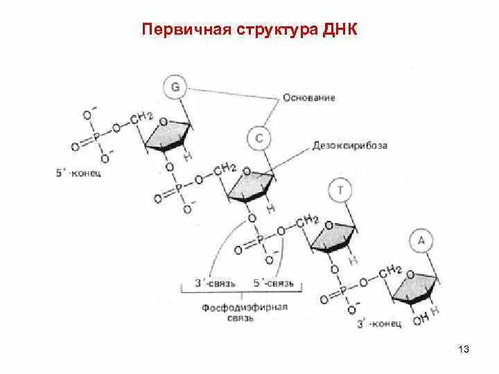 Днк штрих концы. Строение ДНК штрих концы. Структура НК В ДНК. Первичная структура НК. Строение ДНК 5 И 3 концы.