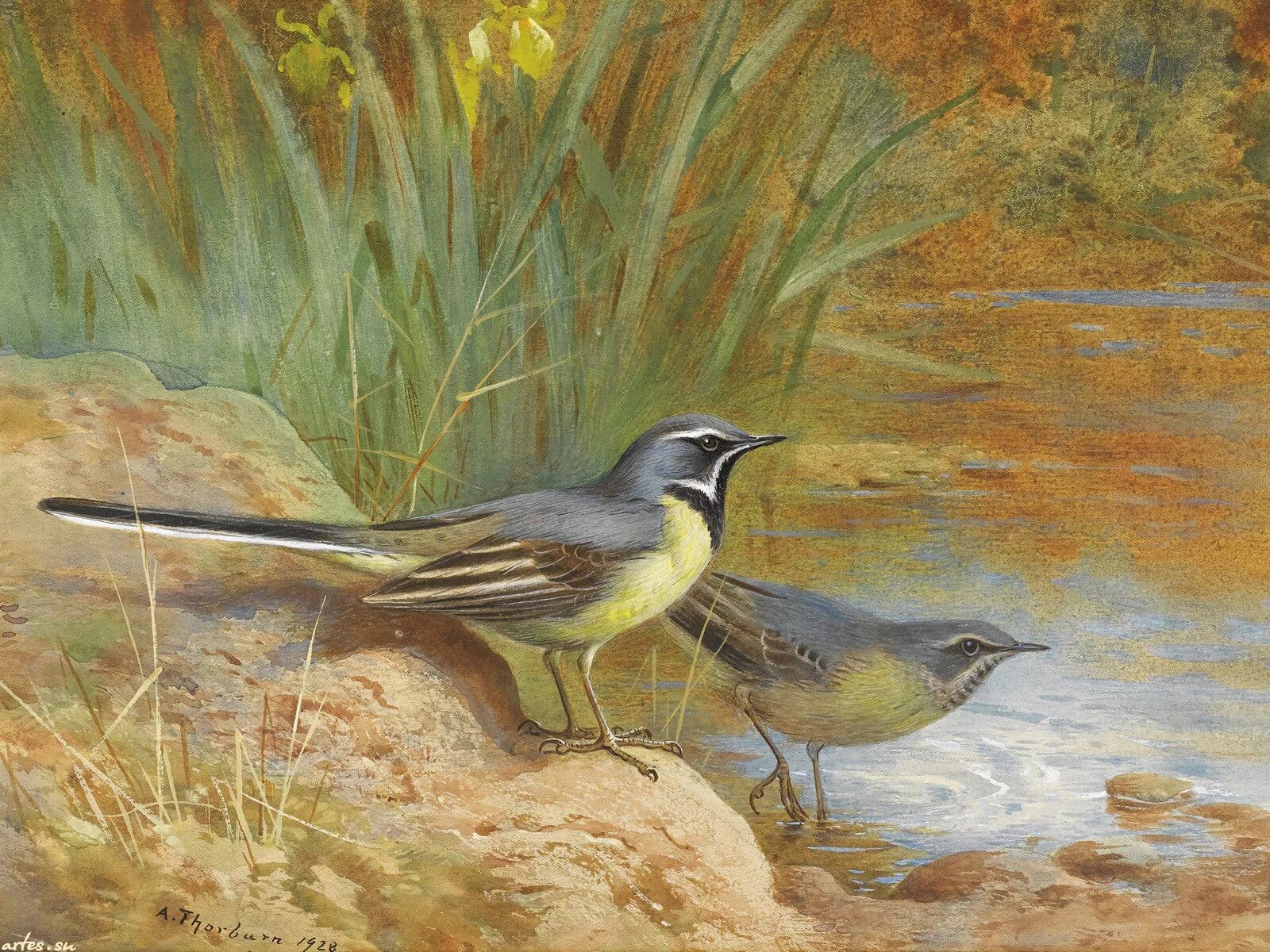 птицы художницы. птицы акрилом фрэнк гонсалес. художник carl whitfield (b. птицы художницы. Susan bourdet американская художница.