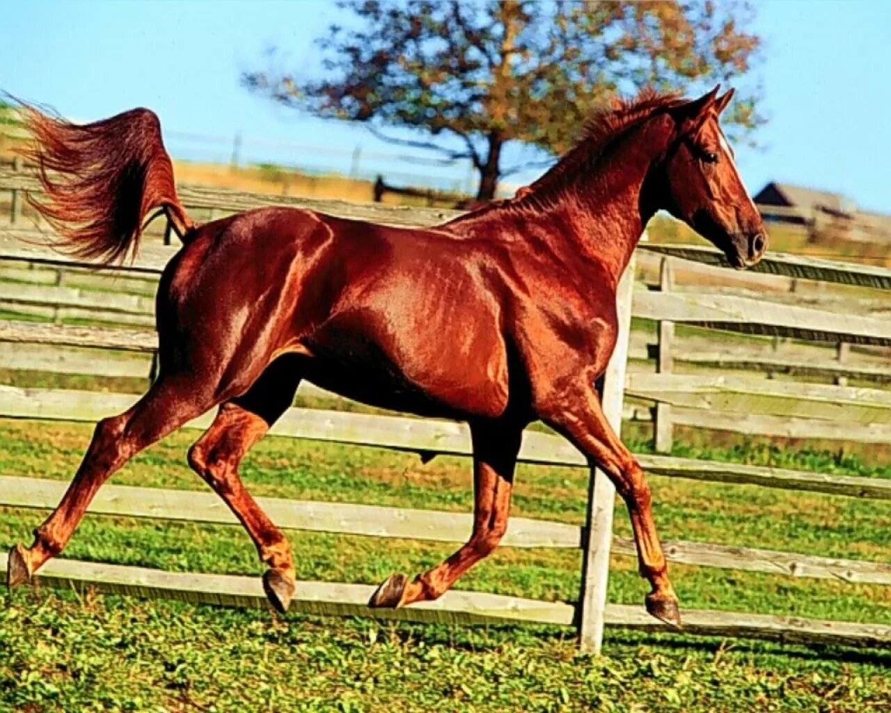 Лошадки 1 2 3. Кливлендская гнедая. Рыже игреневая лошадь. Красно гнедая масть лошади. Рыжая масть лошади.