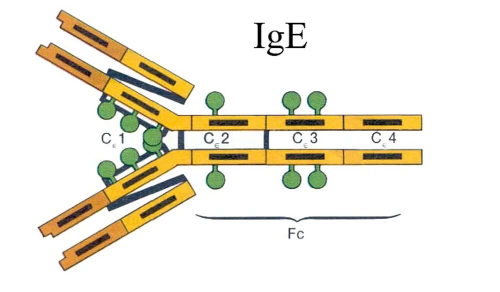 Иммуноглобулин IGE схема строение. IGE иммуноглобулин строение. Схема строения иммуноглобулина е. IGE антитела строение.