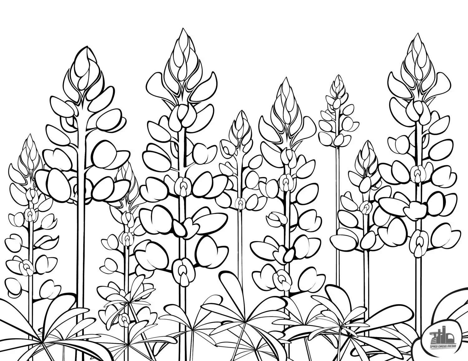 Люпин узколистный листья. Люпин многолистный строение. Растения. Раскраска. Растения раскраска для детей. Plant coloring