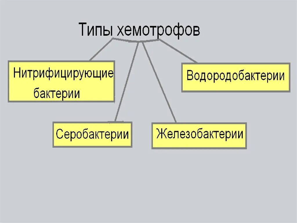 По типу питания большинство животных хемотрофы