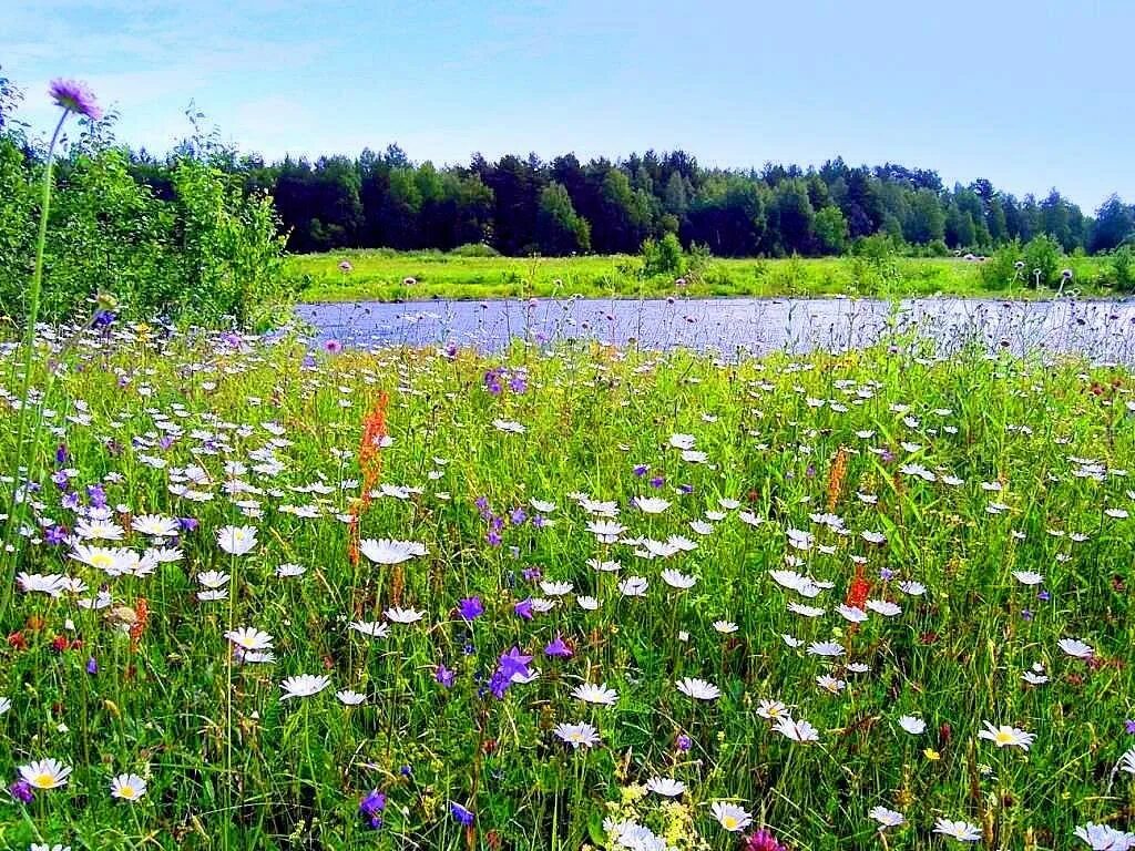 В июне бывает день. Растения луговые Пермского Пермского края. Растительный мир Кировской области Луга. Разнотравье Луговой цветник. Пойменные Луга Подмосковья.