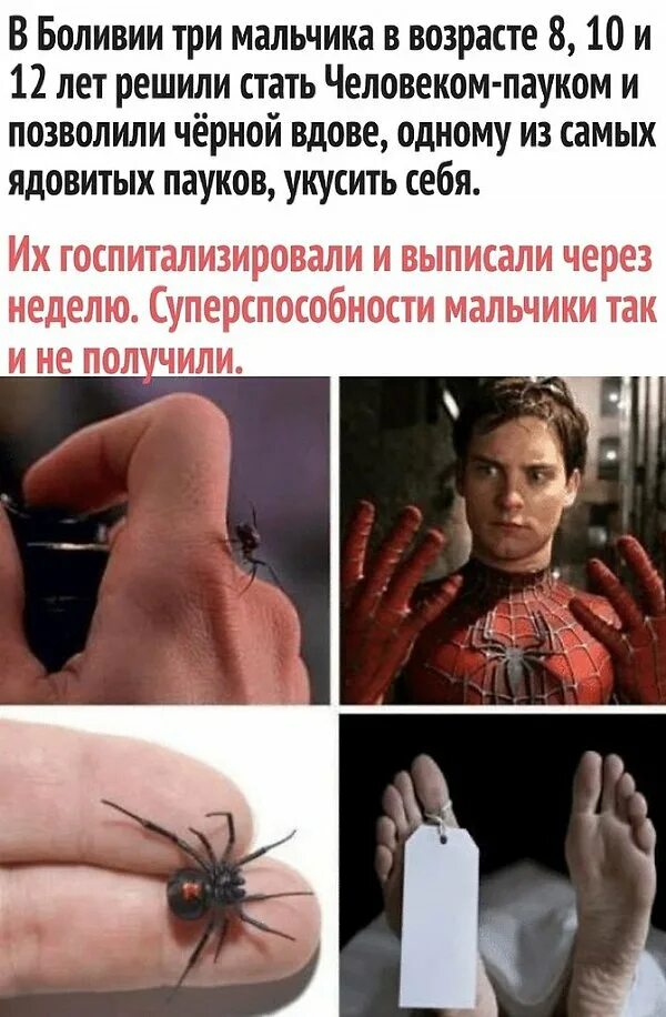 паук приплетает россию. паук есть паук мем. паук есть паук мем. паук есть паук мем. смешные шутки про пауков.