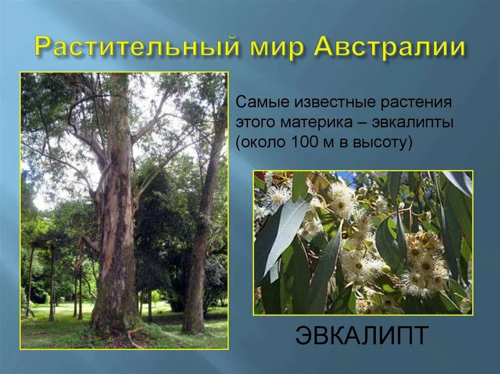 На каком материке в естественных