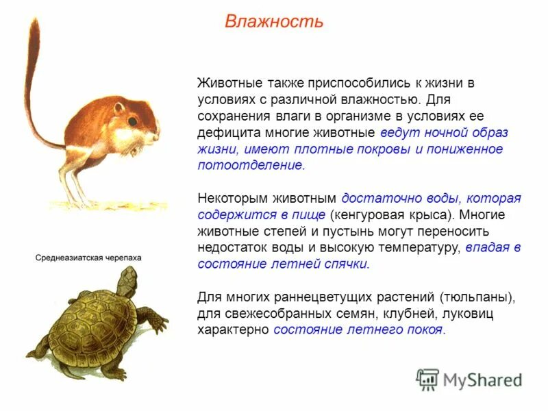 как приспосабливаются животные. приспособленность животного к среде обитания. приспособления животных. приспособление животных к среде. приспособление животных к условиям среды.