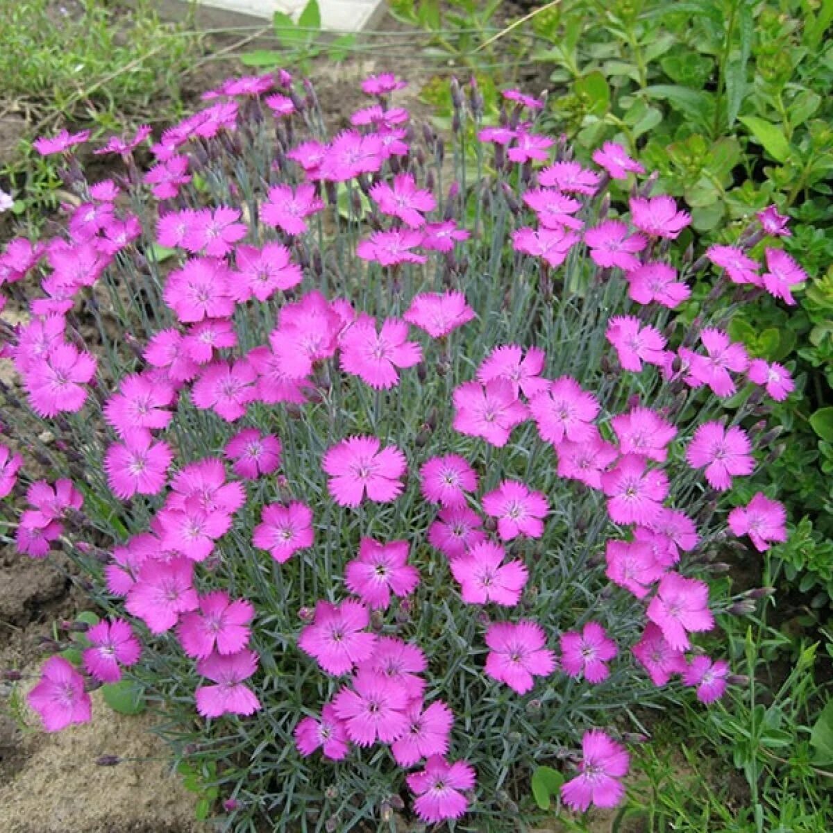 Гвоздика почвопокровная многолетняя. Гвоздика Альпийская Dianthus Alpinus. Гвоздика травянка Альпийская. Гвоздика Альпийская Криспа. Гвоздика Альпийская Rubin.