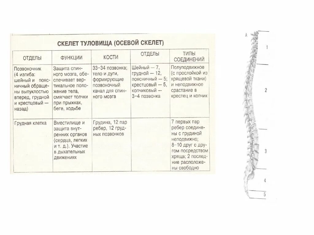 Отдел скелета череп особенности строения функции. Функции скелета туловища. Скелет туловища отделы функции кости. Функции костей скелета туловища. Отделы скелета человека 8 класс биология.