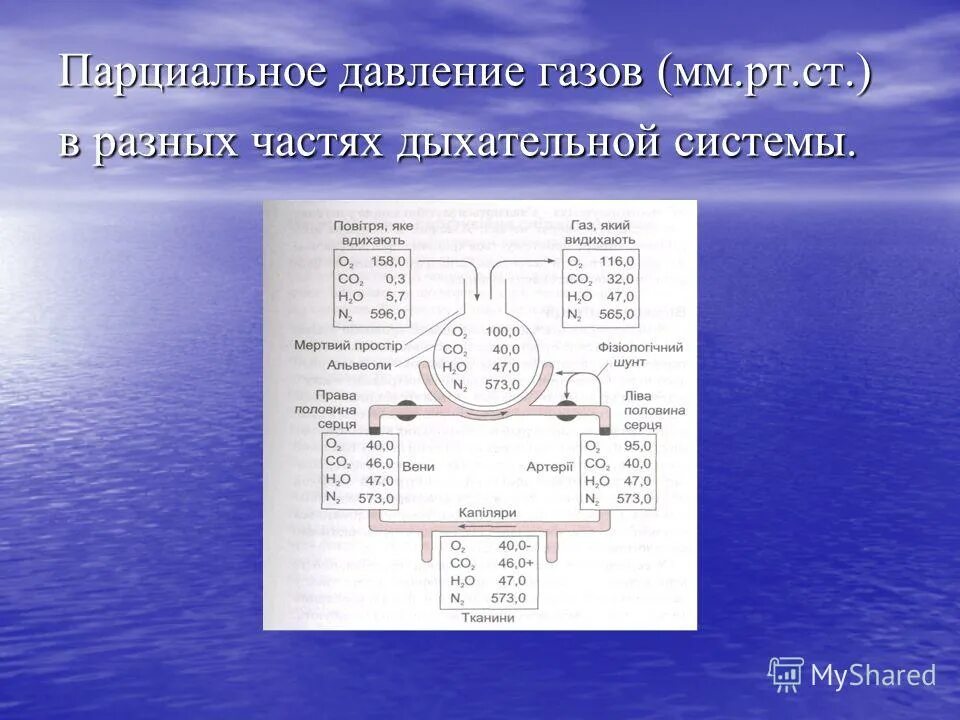 минимальное парциальное давление co2 в процессе дыхания. содержание газов в крови физиология. давление в легких. парциальное давление газа. парциальное давление газов (о2 и со2) в альвеолярном воздухе.