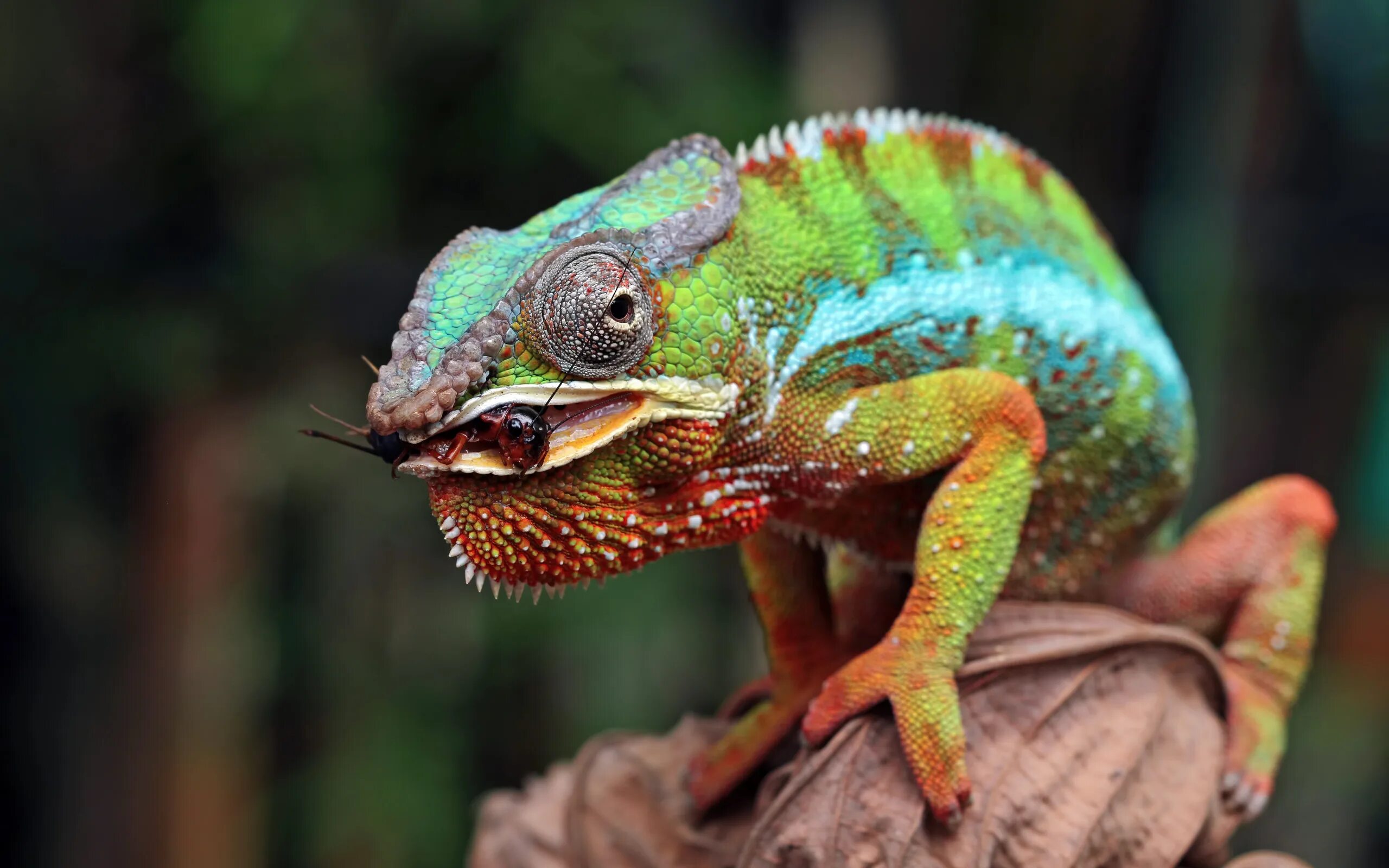 П чехова. Хамелеон 4 читать. Хамелеон в профиль. Игуана. Рассказ хамелеон литература 7 класс.