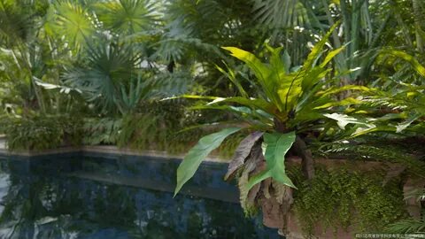 Maxtree plant