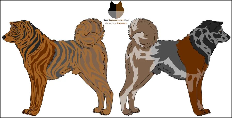 Собака ген. Доминантно рыжий окрас у собак. Собака ген. Количество хромосом у собаки. Гены собак.