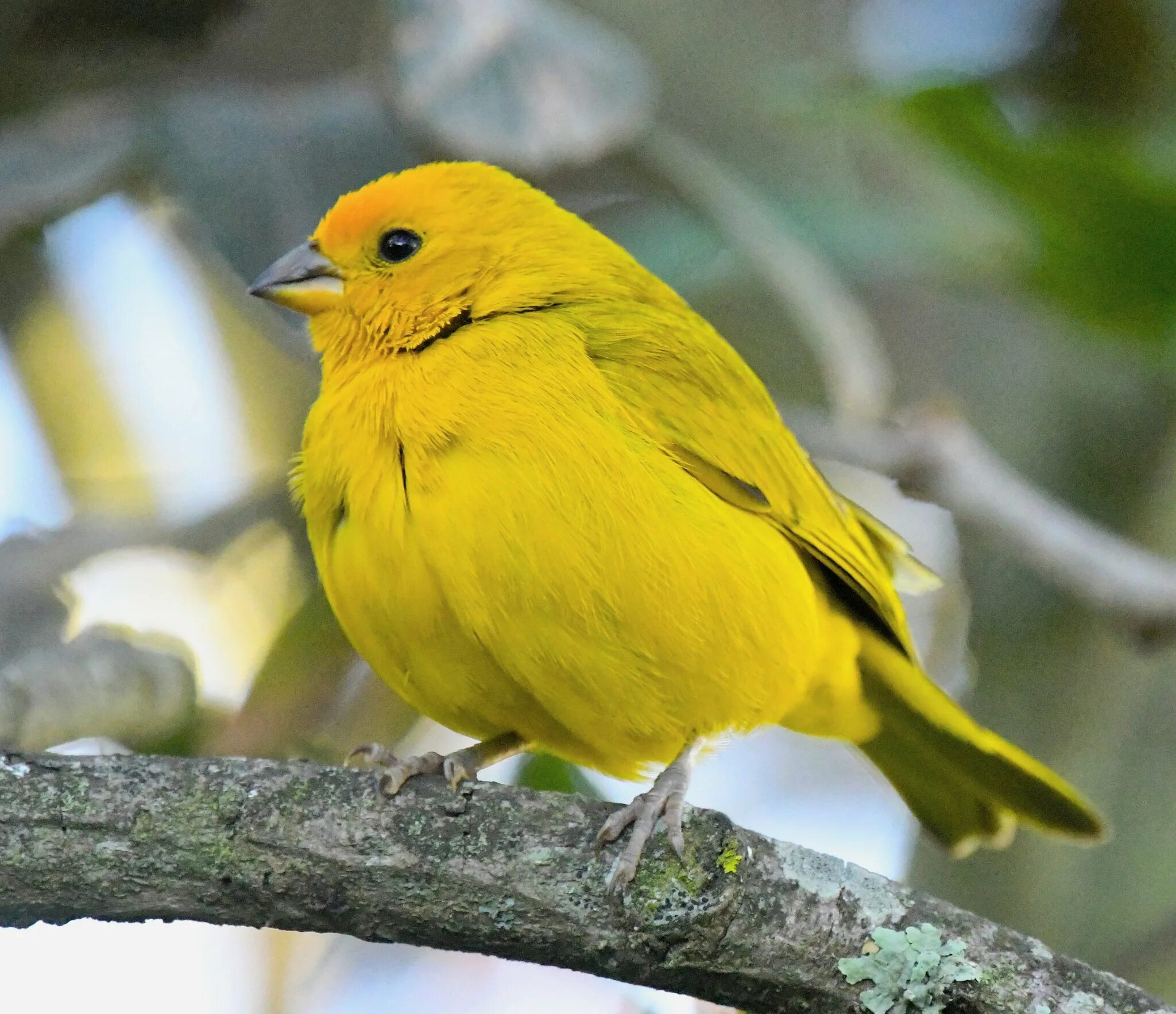 Желтые птицы названия