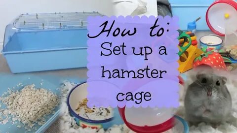 Your hamster