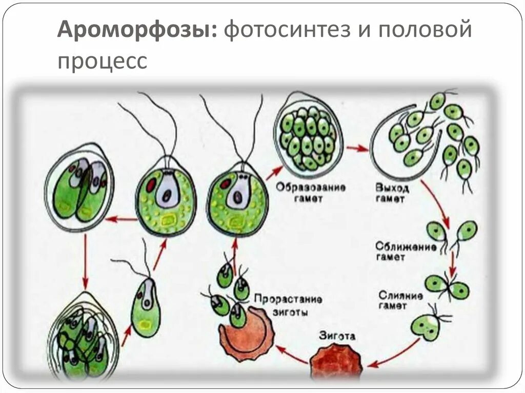 Мейоз водорослей. Размножение одноклеточных водорослей схема. Размножение хламидомонады схема. Размножение хламидомонады схема ЕГЭ. Хламида Монада цикл развития.