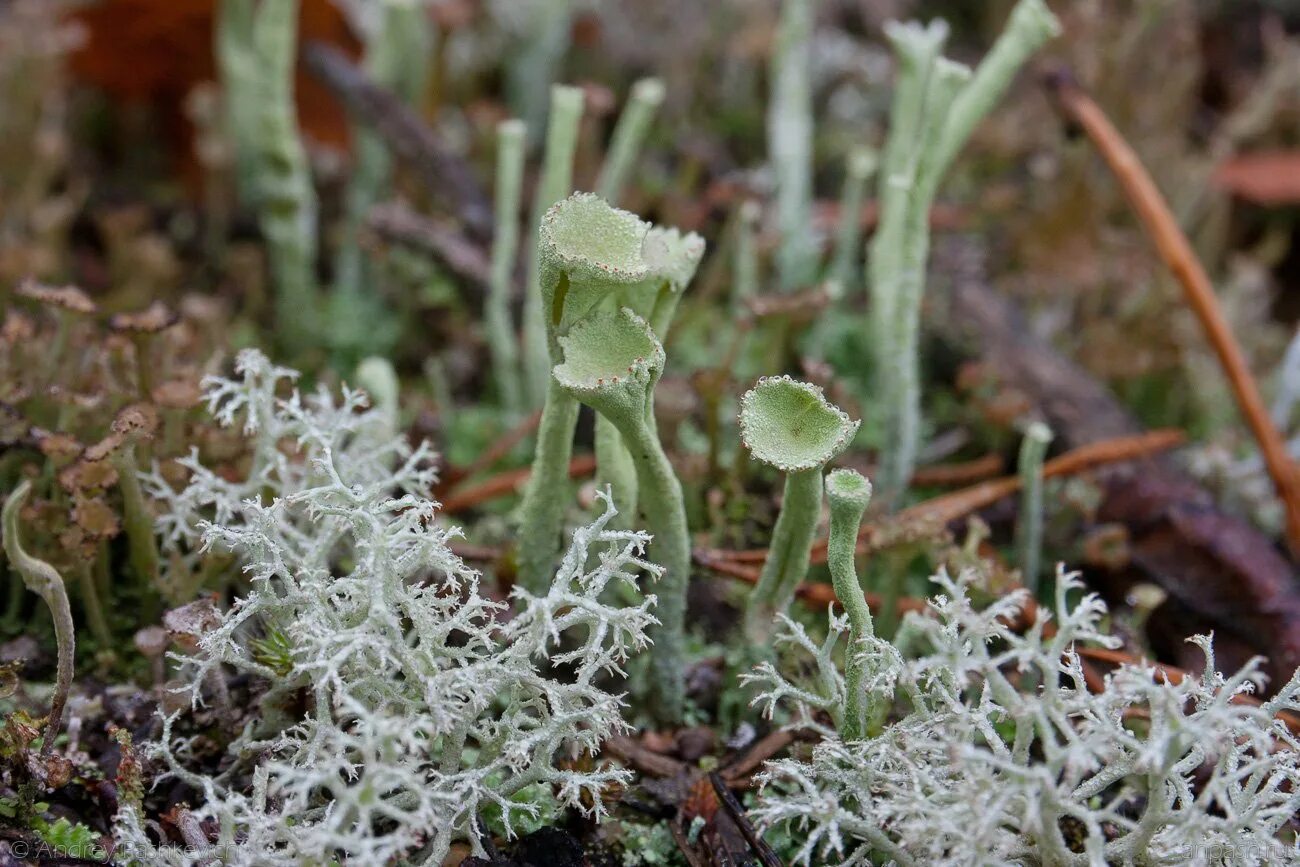 Кладония ягель. Кладония лишайник. Мох кладония. Cladonia (Олений мох).