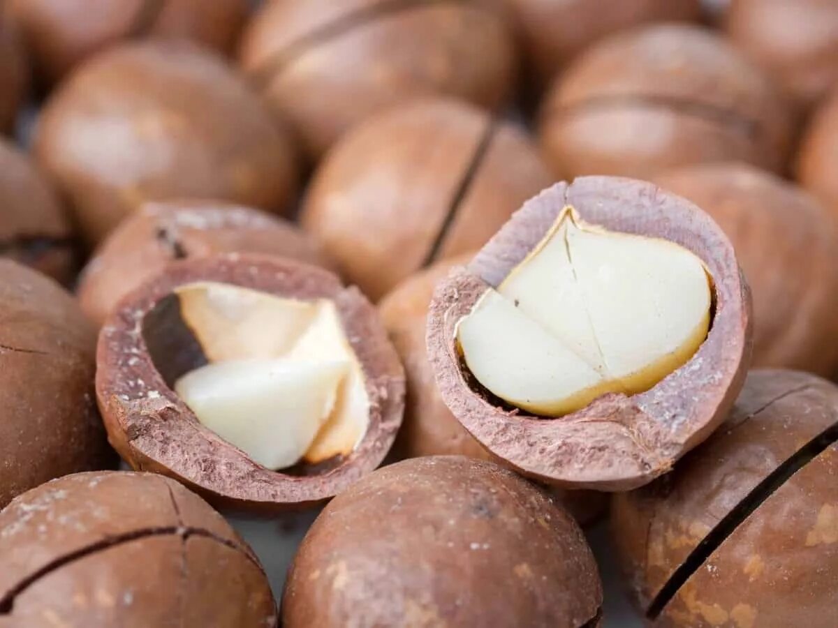 Макадамия орех Родина. Кешью макадамия. Бразильский орех макадамия. Самый вкусный орех в мире макадамия.