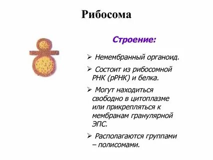 Рибосомы строение и функции таблица 8 класс