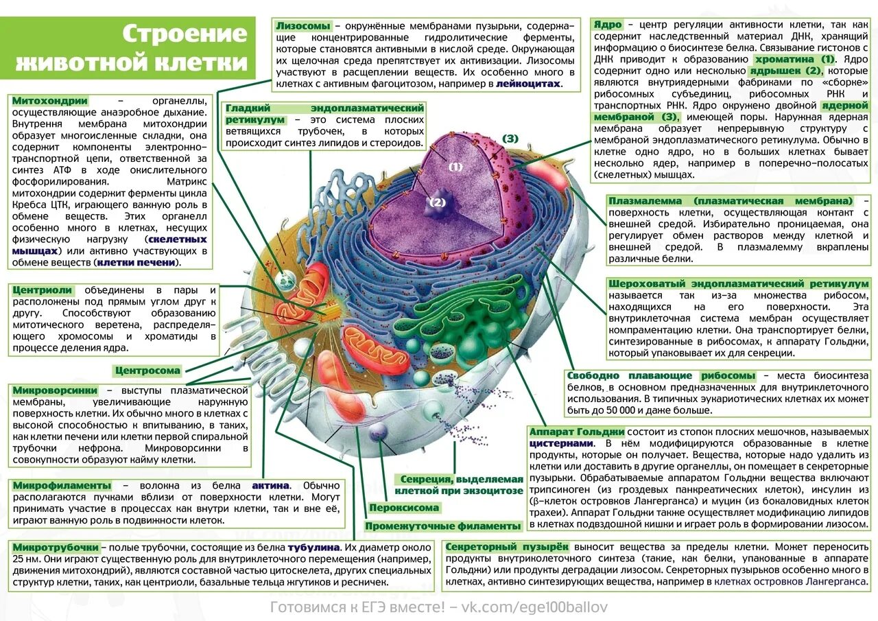 1 строение животной клетки органоиды. Строение растительной клетки егэ биология. строение животной клетки рисунок егэ. строение клетки егэ биология теория. строение животной клетки егэ.