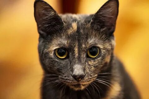 Кошка черепаховая кот черный определите потомство