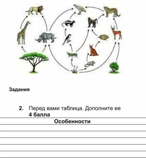 Схема экологических связей в которых участвуют грибы. Экологические связи в которых участвуют грибы. Фрагмент экосистемы представленный на рисунке и выполните задания. Примеры экологических связей 3 класс грибы.