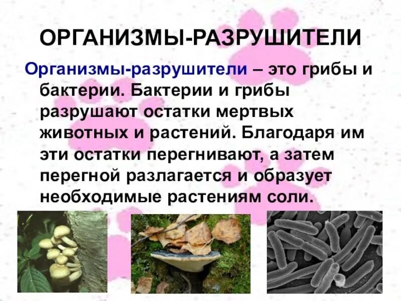 Грибы и бактерии. Грибы Разрушители. Организмы производители. Организмы Разрушители. Организмам производителям относятся