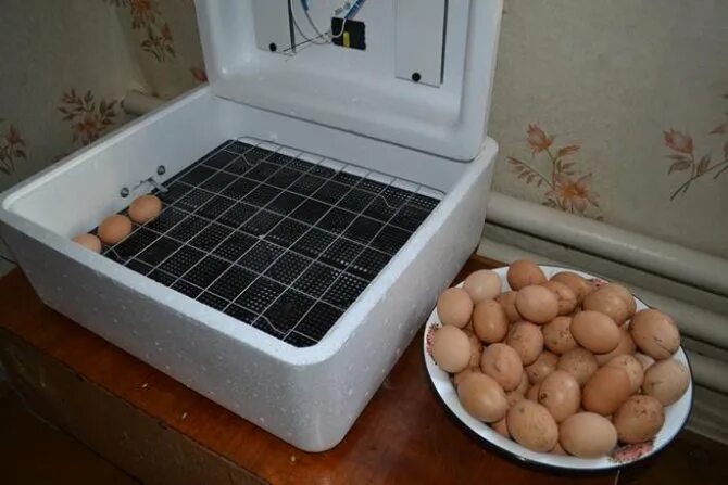 Купить яйца кур несушек для инкубатора. Инкубатор Несушка на 63 яйца. Инкубатор для индюшиных яиц. Инкубатор наседка на 100 яиц. ТЭН инкубатор Несушка 63.
